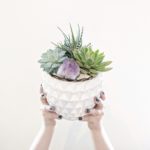 The Biggest Little Succulent - Image 2