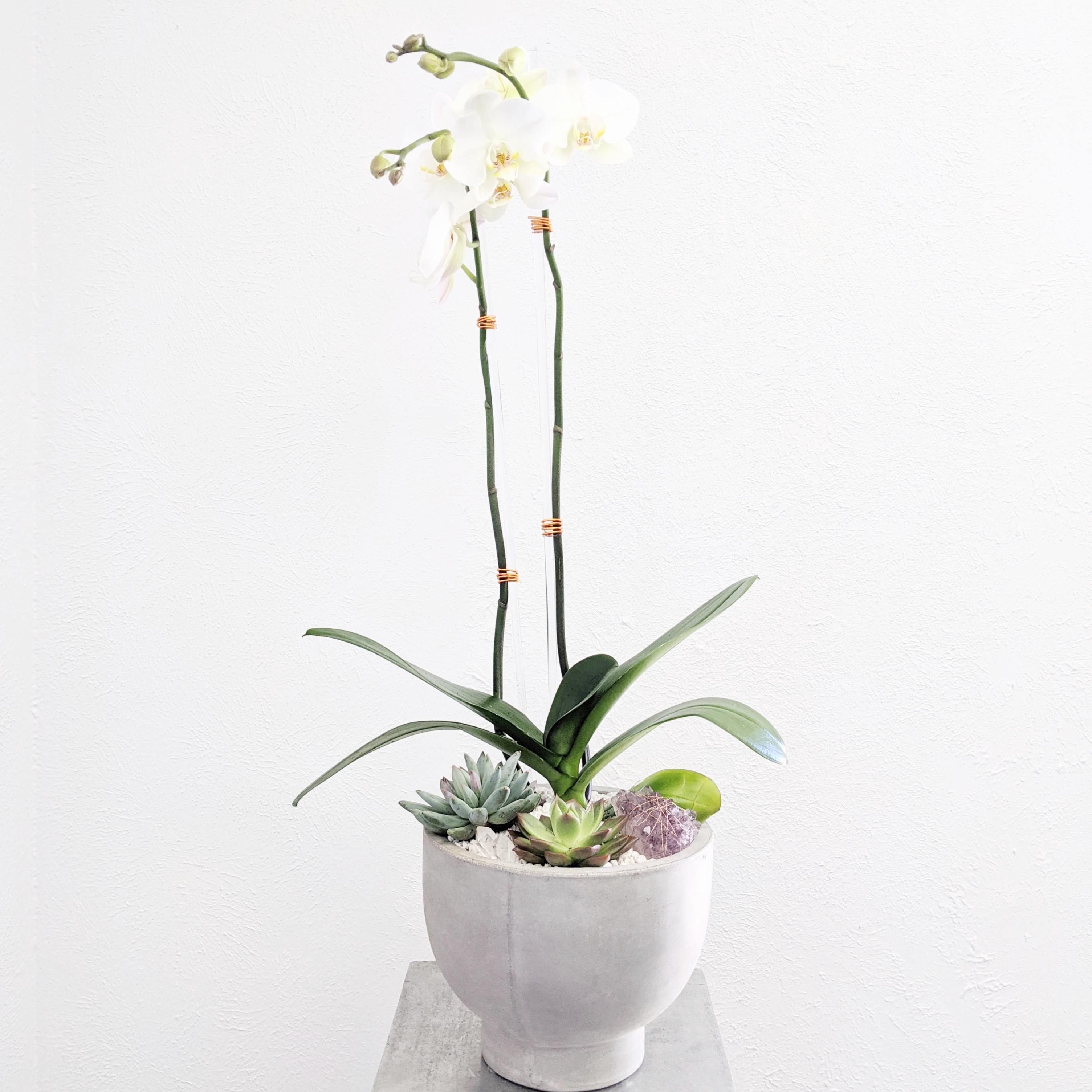 Orchid + Succulent Planter Subscription