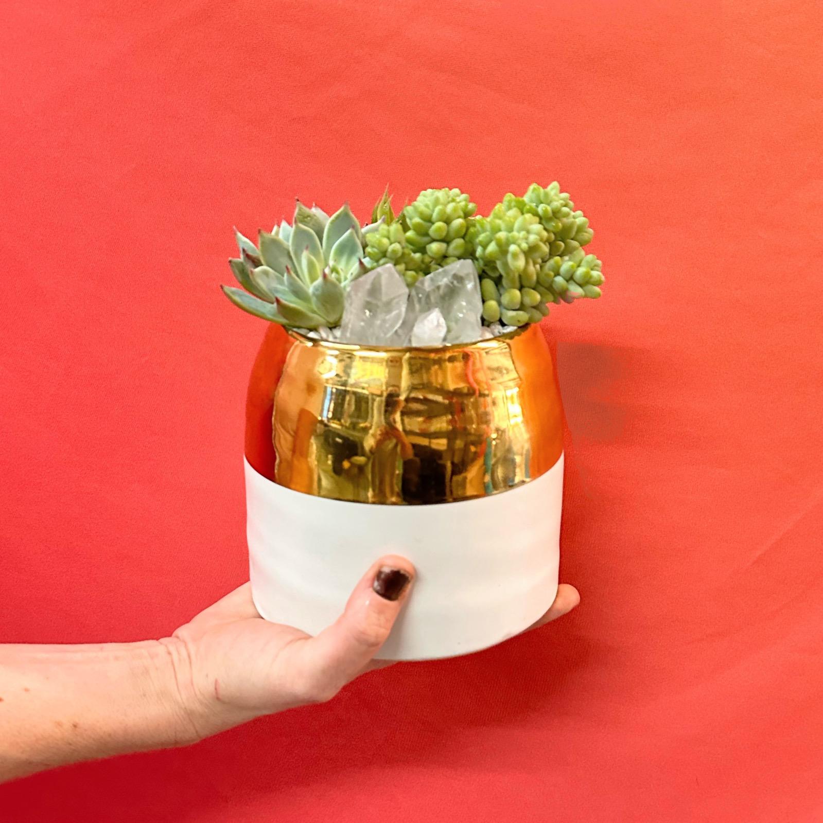 Future Bigger Little Succulent